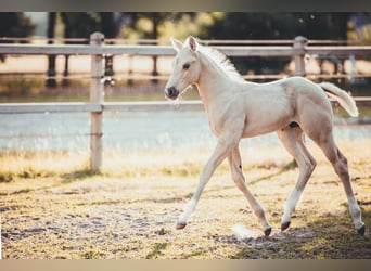 Quarter horse américain, Étalon, Poulain (05/2025), 163 cm, Palomino Quarter horse américain, Étalon, Poulain (05/2025), 163 cm, Palomino