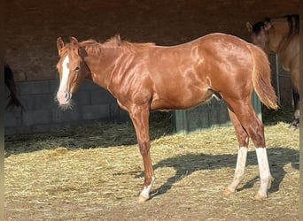 Quarter horse américain, Étalon, Poulain (04/2023), Alezan brûlé