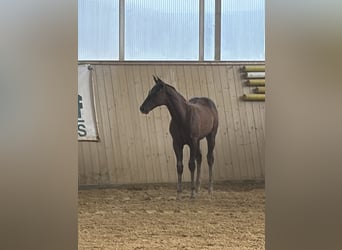 Quarter horse américain, Étalon, Poulain (04/2026), Alezan