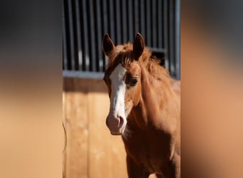 Quarter horse américain, Étalon, Poulain (04/2023), Alezan