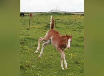 Quarter horse américain, Étalon, Poulain (04/2023), Alezan