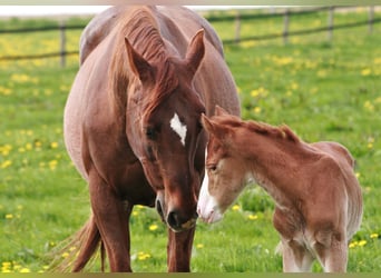 Quarter horse américain, Étalon, Poulain (04/2023), Alezan