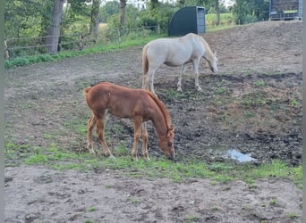 Quarter horse américain, Étalon, Poulain (06/2026), Alezan