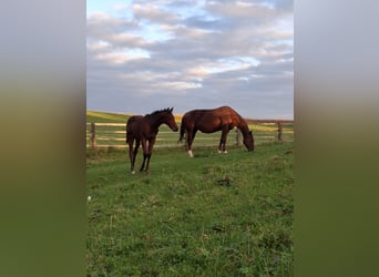 Quarter horse américain, Étalon, Poulain (07/2025), Bai brun