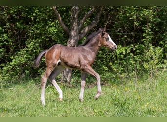 Quarter horse américain, Étalon, Poulain (03/2024), Bai brun