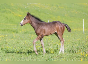 Quarter horse américain, Étalon, Poulain (03/2024), Bai brun