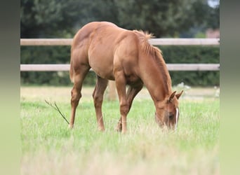 Quarter horse américain, Étalon, Poulain (03/2023), Bai clair