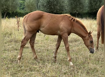 Quarter horse américain, Étalon, Poulain (03/2023), Bai clair