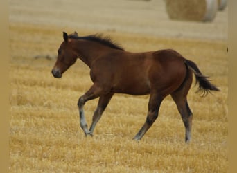 Quarter horse américain, Étalon, Poulain (04/2026), Bai