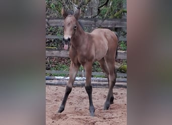 Quarter horse américain, Étalon, Poulain (04/2026), Bai