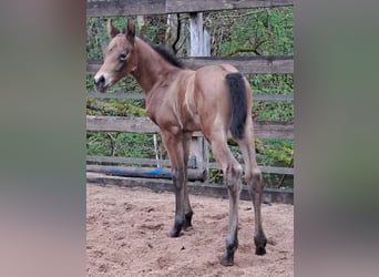 Quarter horse américain, Étalon, Poulain (04/2026), Bai