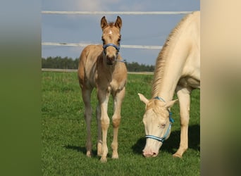 Quarter horse américain, Étalon, Poulain (03/2026), Buckskin