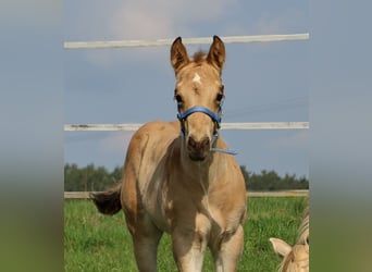 Quarter horse américain, Étalon, Poulain (03/2026), Buckskin