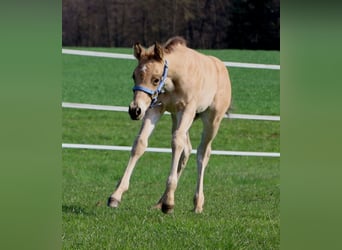 Quarter horse américain, Étalon, Poulain (03/2026), Buckskin