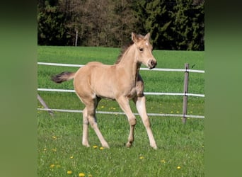 Quarter horse américain, Étalon, Poulain (03/2026), Buckskin