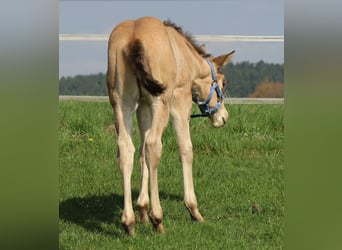 Quarter horse américain, Étalon, Poulain (03/2026), Buckskin