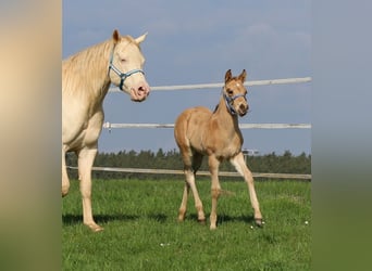 Quarter horse américain, Étalon, Poulain (03/2026), Buckskin