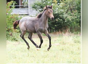 Quarter horse américain, Étalon, Poulain (05/2025), Buckskin