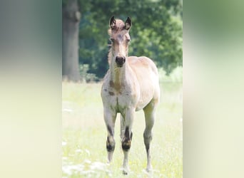 Quarter horse américain, Étalon, Poulain (05/2025), Buckskin
