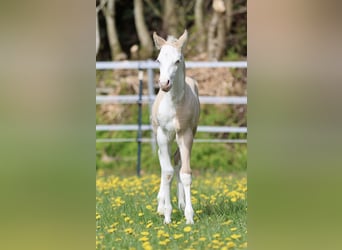 Quarter horse américain, Étalon, Poulain (04/2026), Dunalino