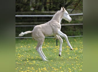 Quarter horse américain, Étalon, Poulain (04/2026), Dunalino