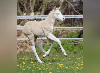 Quarter horse américain, Étalon, Poulain (04/2026), Dunalino
