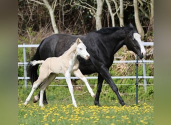 Quarter horse américain, Étalon, Poulain (04/2026), Dunalino