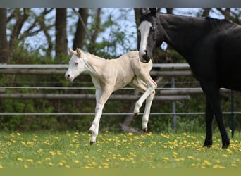Quarter horse américain, Étalon, Poulain (04/2026), Dunalino