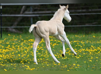 Quarter horse américain, Étalon, Poulain (04/2026), Dunalino