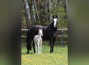 Quarter horse américain, Étalon, Poulain (04/2026), Dunalino
