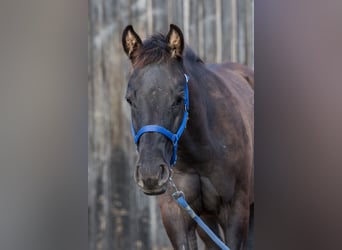 Quarter horse américain, Étalon, Poulain (04/2024), Grullo