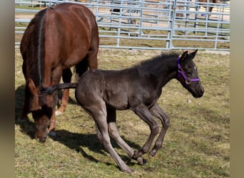 Quarter horse américain, Étalon, , Noir