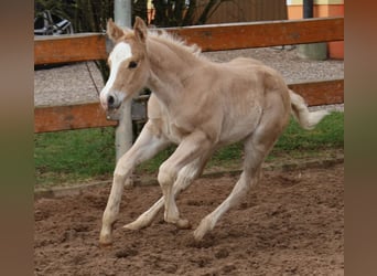 Quarter horse américain, Étalon, Poulain (01/2024), Palomino