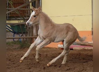 Quarter horse américain, Étalon, Poulain (01/2024), Palomino