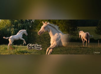 Quarter horse américain, Étalon, Poulain (04/2026), Perlino