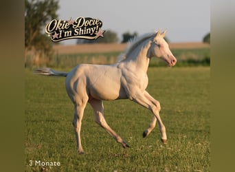 Quarter horse américain, Étalon, Poulain (04/2026), Perlino