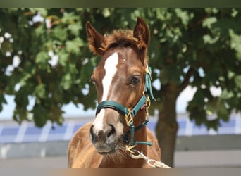 Quarter horse américain, Étalon, Poulain (01/2025)