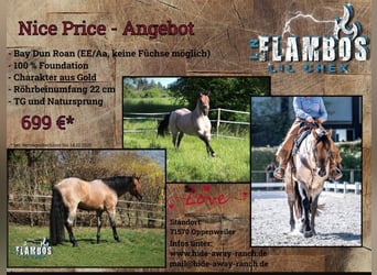 Quarter horse américain, Étalon, 9 Ans, 153 cm, Roan-Bay