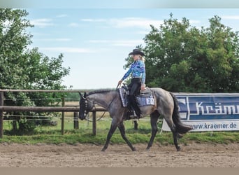 Quarter horse américain, Étalon, 11 Ans, 160 cm, Rouan Bleu Quarter horse américain, Étalon, 11 Ans, 160 cm, Rouan Bleu