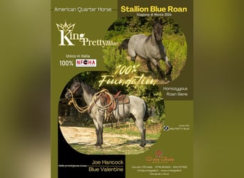 Quarter horse américain, Étalon, 4 Ans, 156 cm, Rouan Bleu