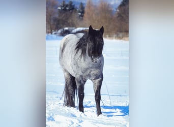 Quarter horse américain, Étalon, 12 Ans, 145 cm, Rouan Bleu