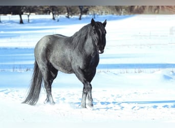 Quarter horse américain, Étalon, 12 Ans, 145 cm, Rouan Bleu