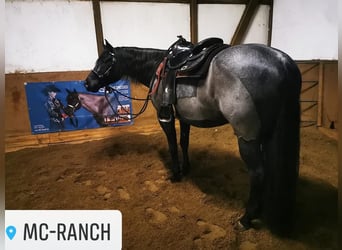 Quarter horse américain, Étalon, 10 Ans, 160 cm, Rouan Bleu