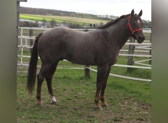 Quarter horse américain, Étalon, 10 Ans, 160 cm, Rouan Rouge