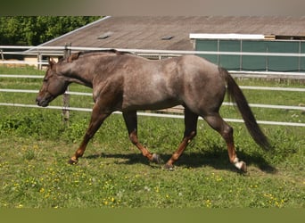 Quarter horse américain, Étalon, 10 Ans, 160 cm, Rouan Rouge