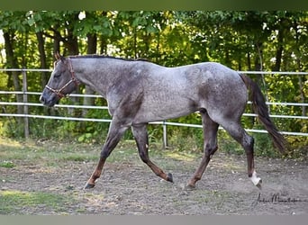 Quarter horse américain, Étalon, 10 Ans, 160 cm, Rouan Rouge