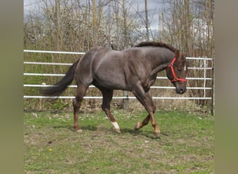 Quarter horse américain, Étalon, 10 Ans, 160 cm, Rouan Rouge