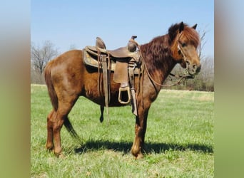 Quarter horse américain, Hongre, 10 Ans, 114 cm, Alezan brûlé
