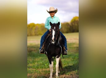 Quarter horse américain, Hongre, 10 Ans, 127 cm, Tobiano-toutes couleurs