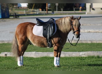 Quarter horse américain Croisé, Hongre, 10 Ans, 132 cm, Buckskin